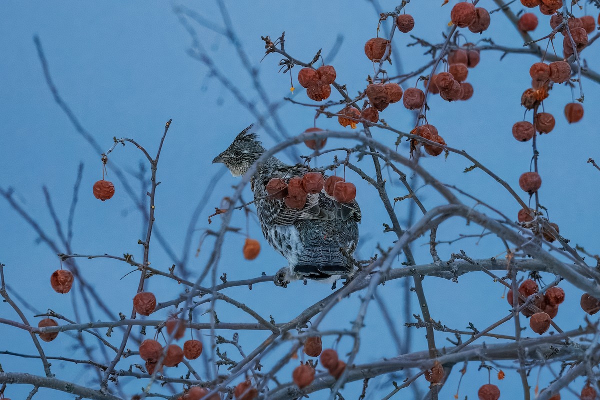jeřábek kanadský - ML630558117