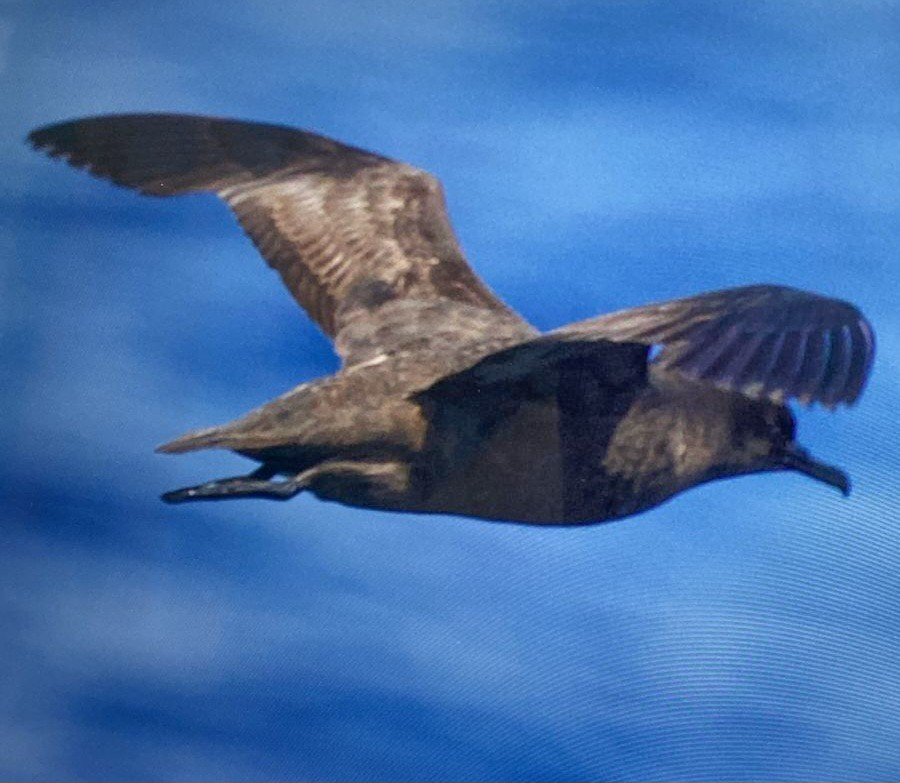 Christmas Shearwater - ML630558275