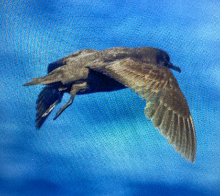 Christmas Shearwater - ML630558276