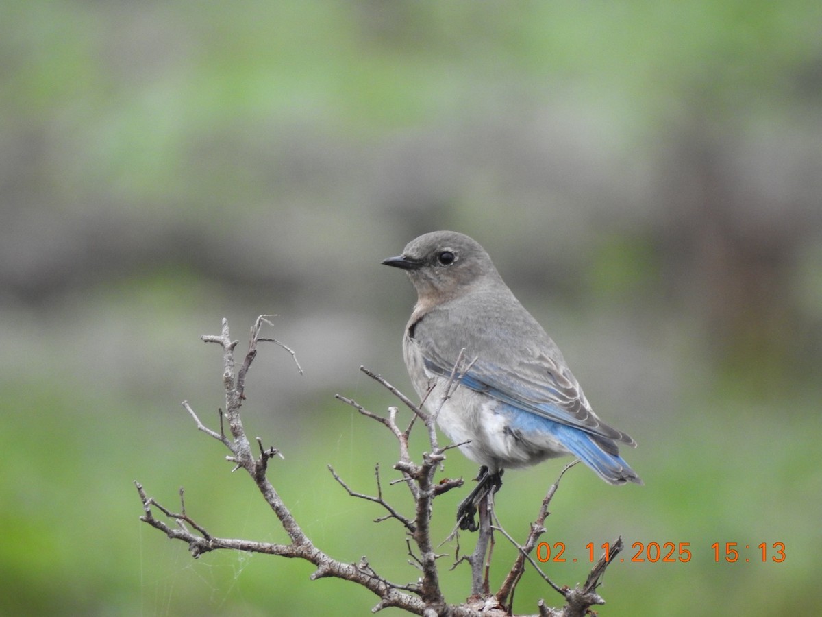 Mountain Bluebird - ML630558404