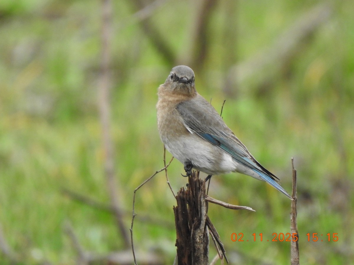 Mountain Bluebird - ML630558405