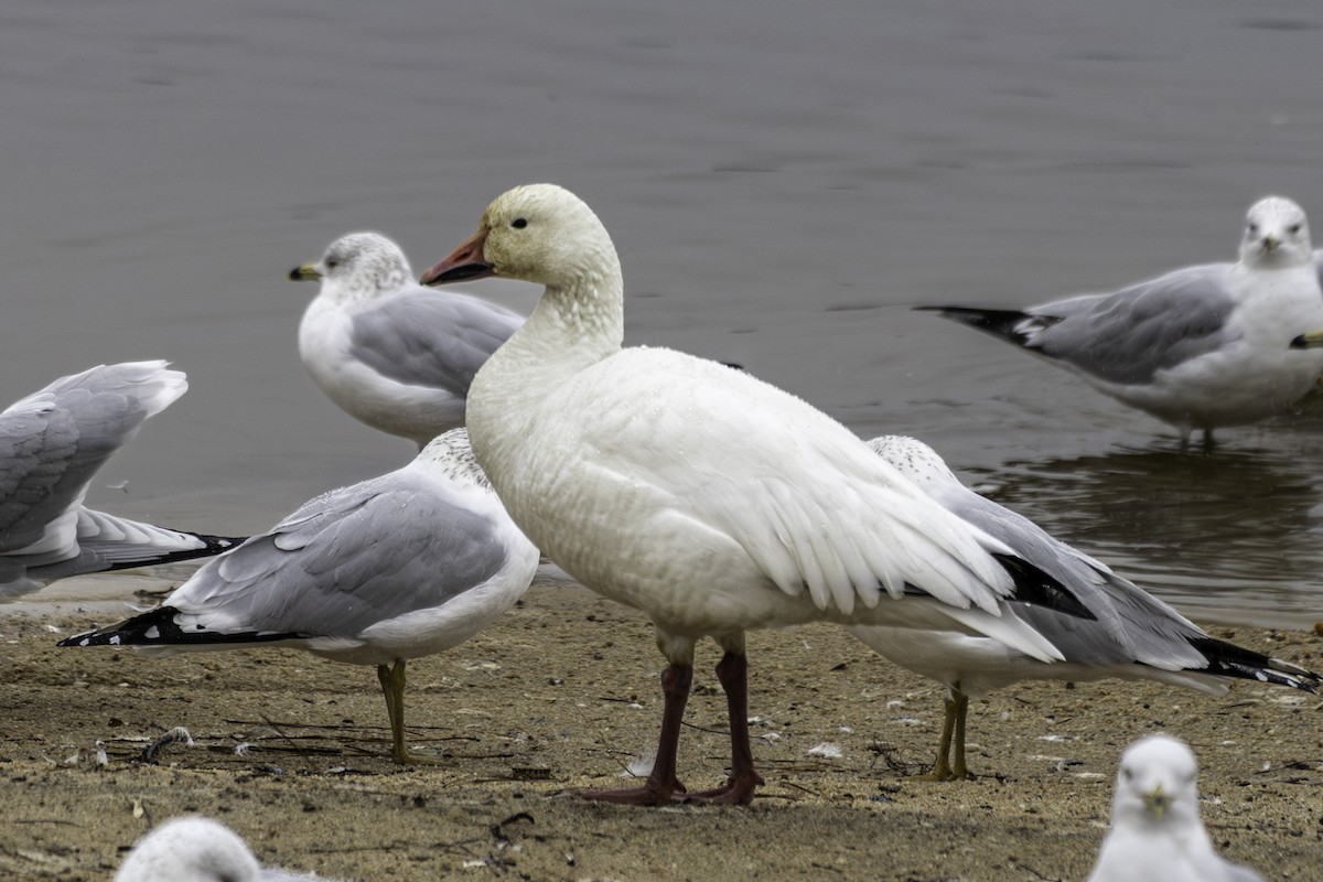 Snow Goose - ML630559078
