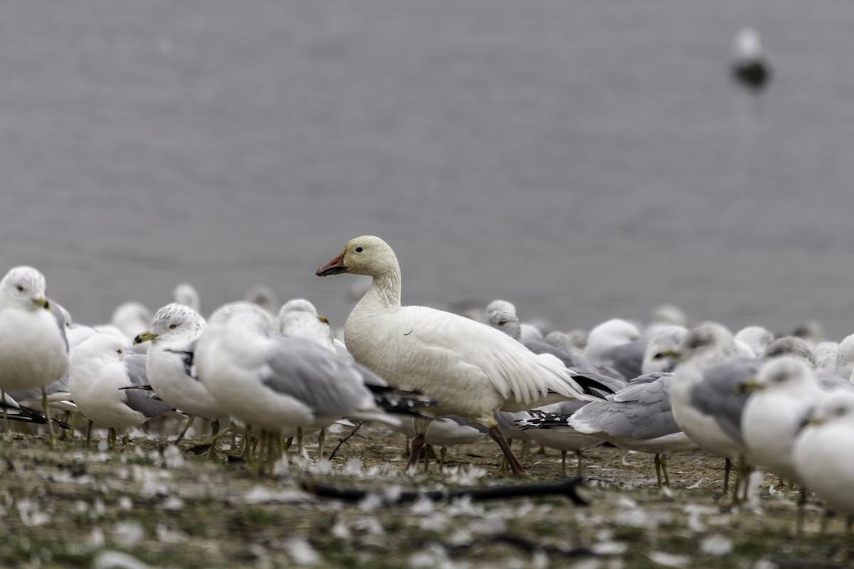 Snow Goose - ML630559079