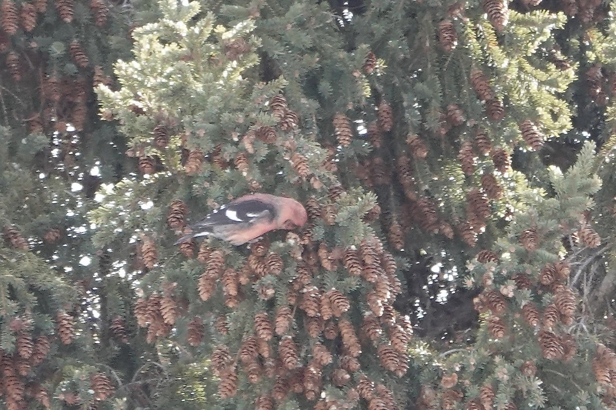 White-winged Crossbill - Joseph Hammerle