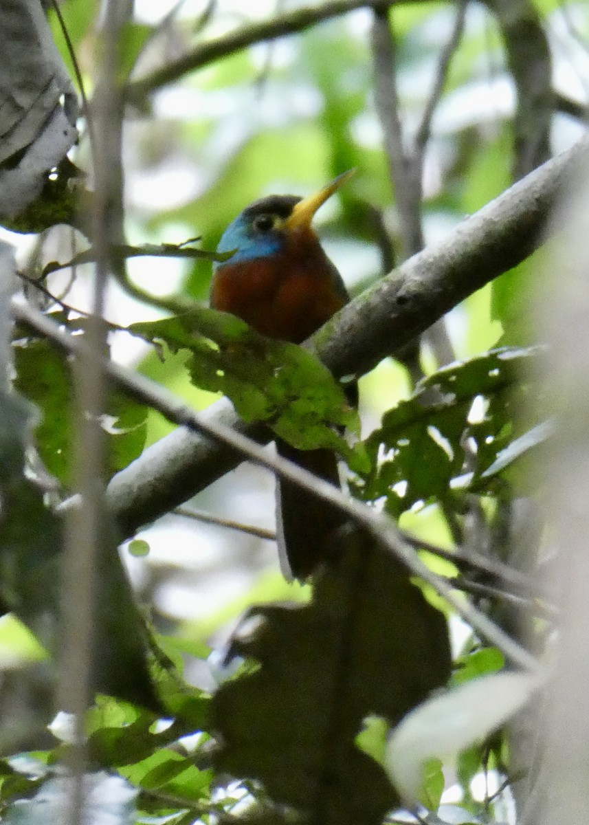 Blue-cheeked Jacamar - ML630559216