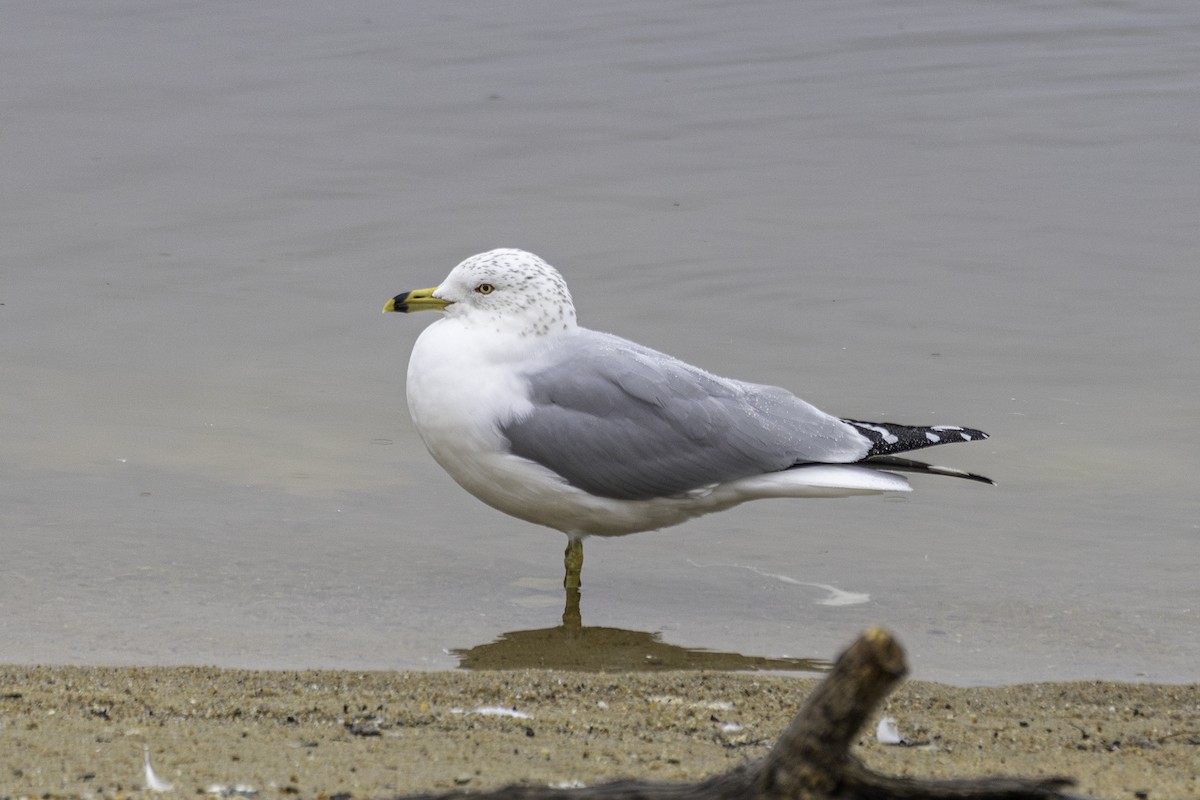 Ring-billed Gull - ML630559267