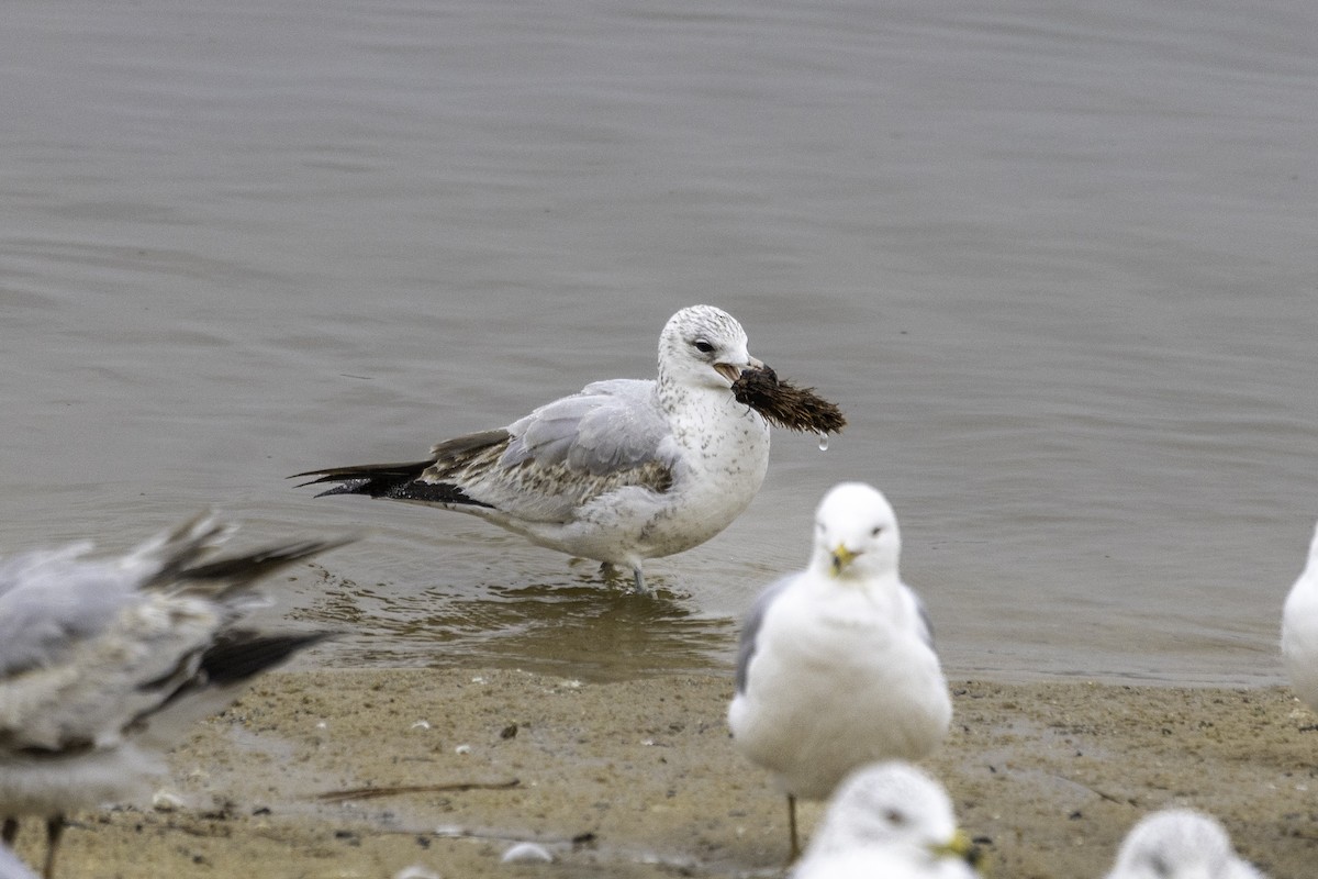 Ring-billed Gull - ML630559281