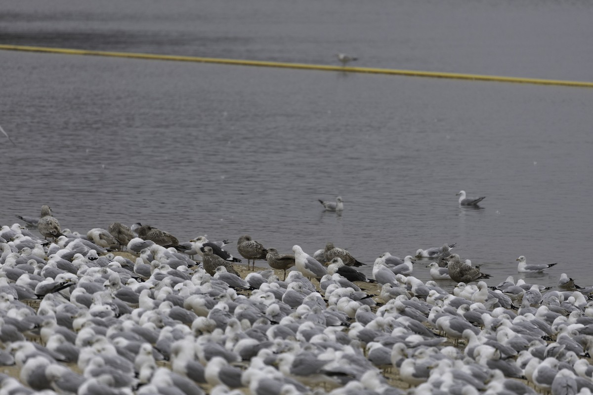 Lesser Black-backed Gull - ML630559287