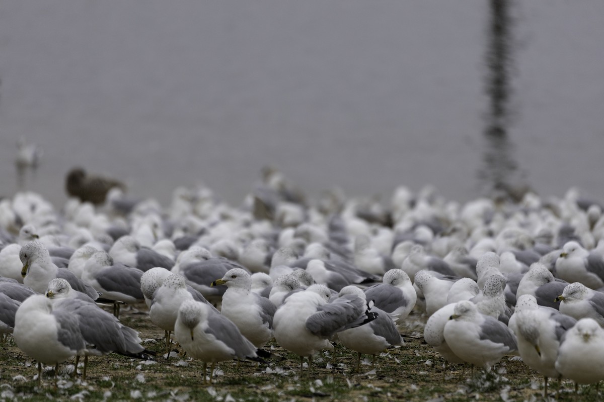 Ring-billed Gull - ML630559323