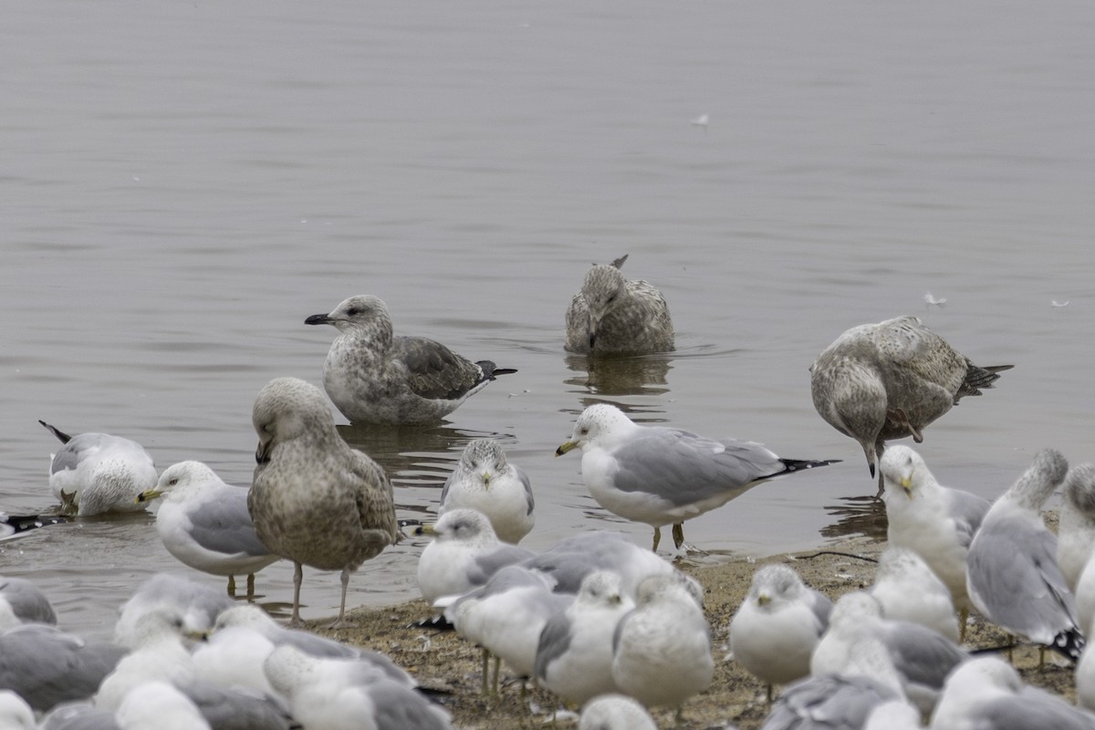 Lesser Black-backed Gull - ML630559348