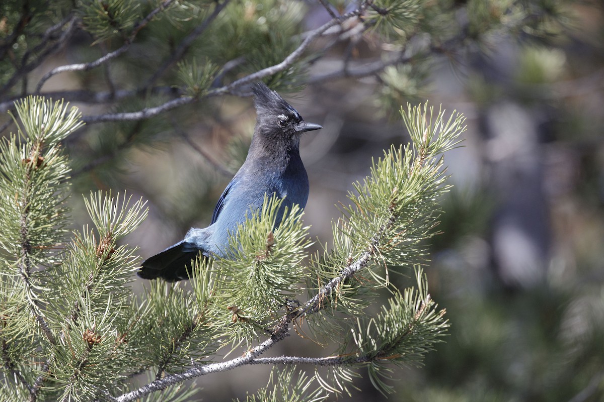 Steller's Jay - ML630559444