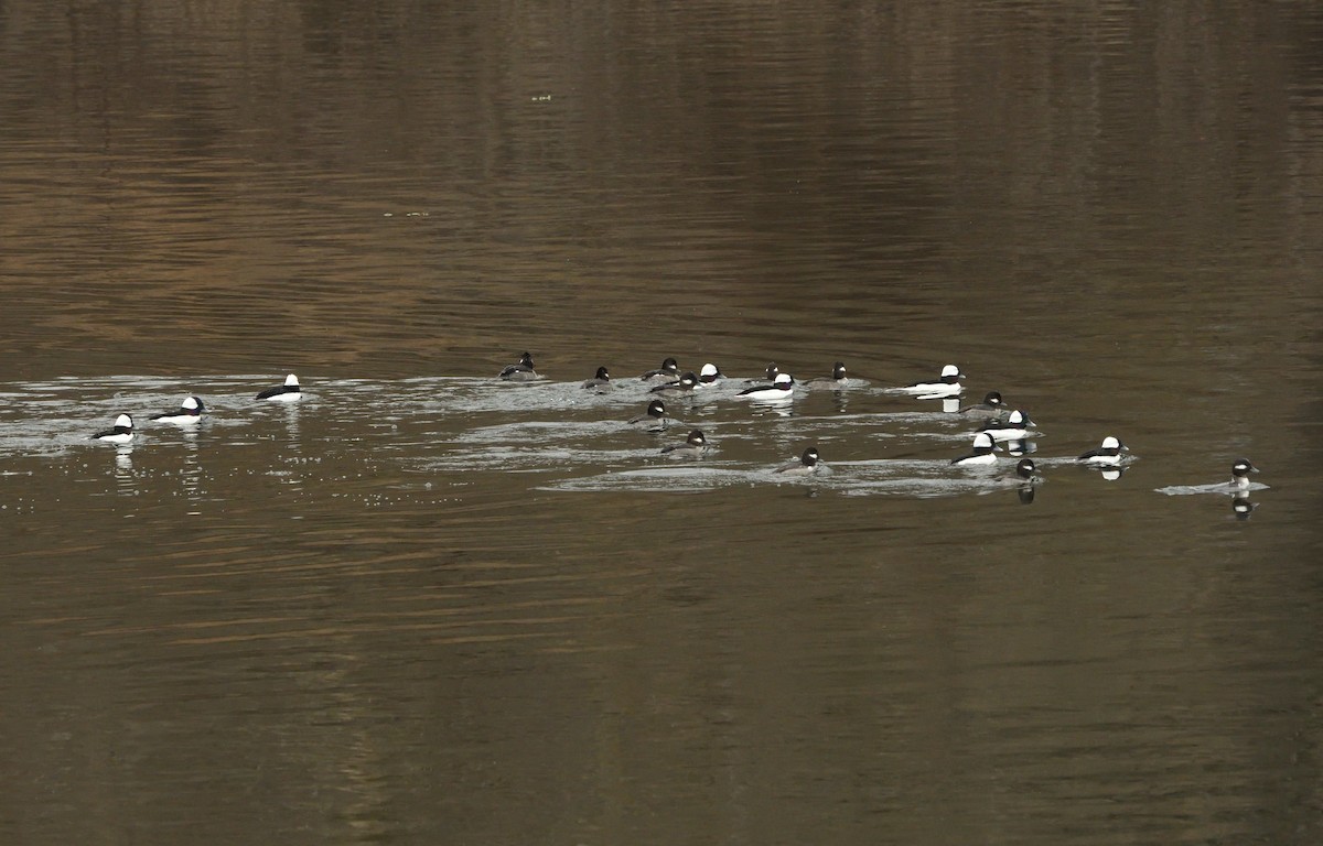 ヒメハジロ - ML630559587