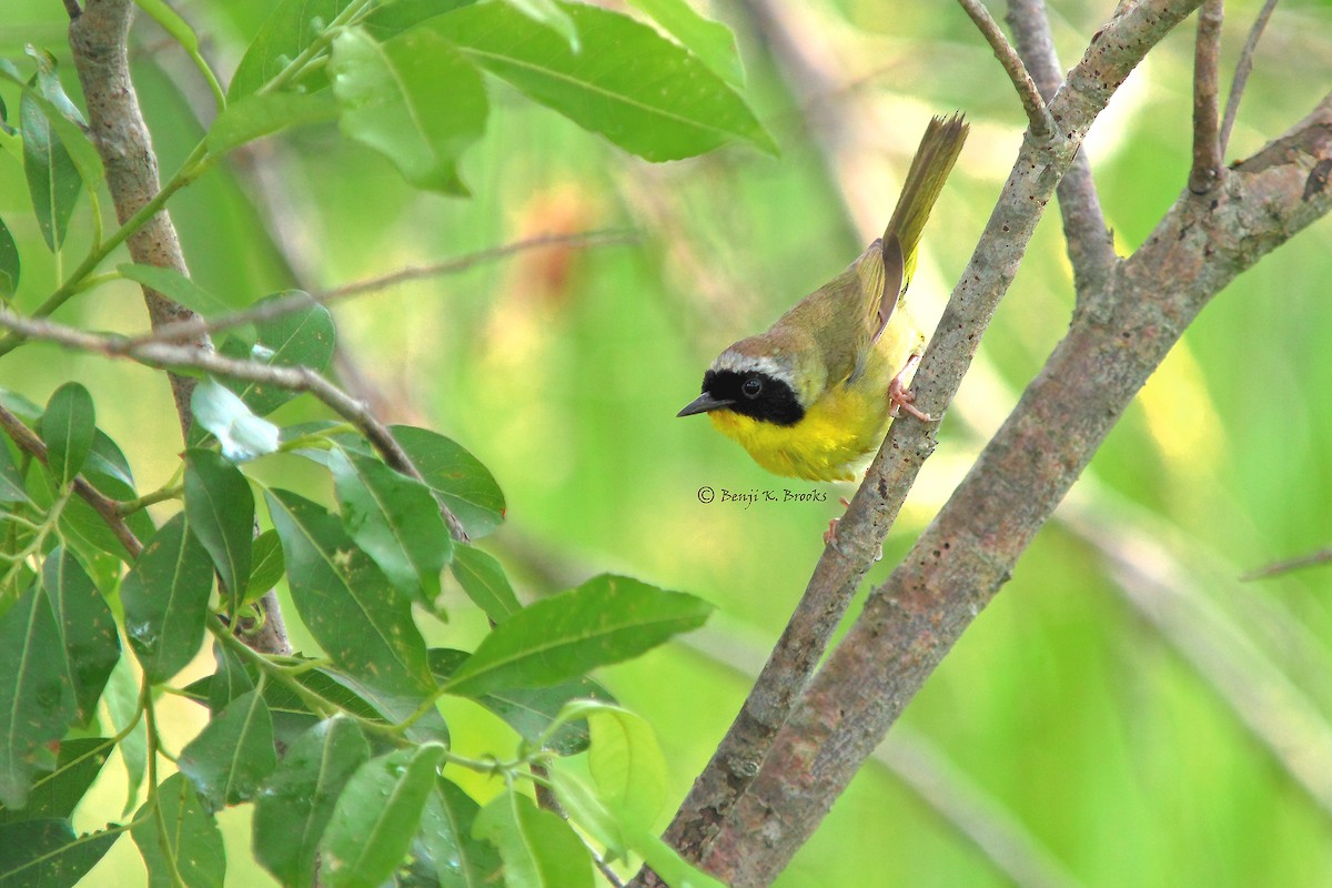 Common Yellowthroat - ML63055961