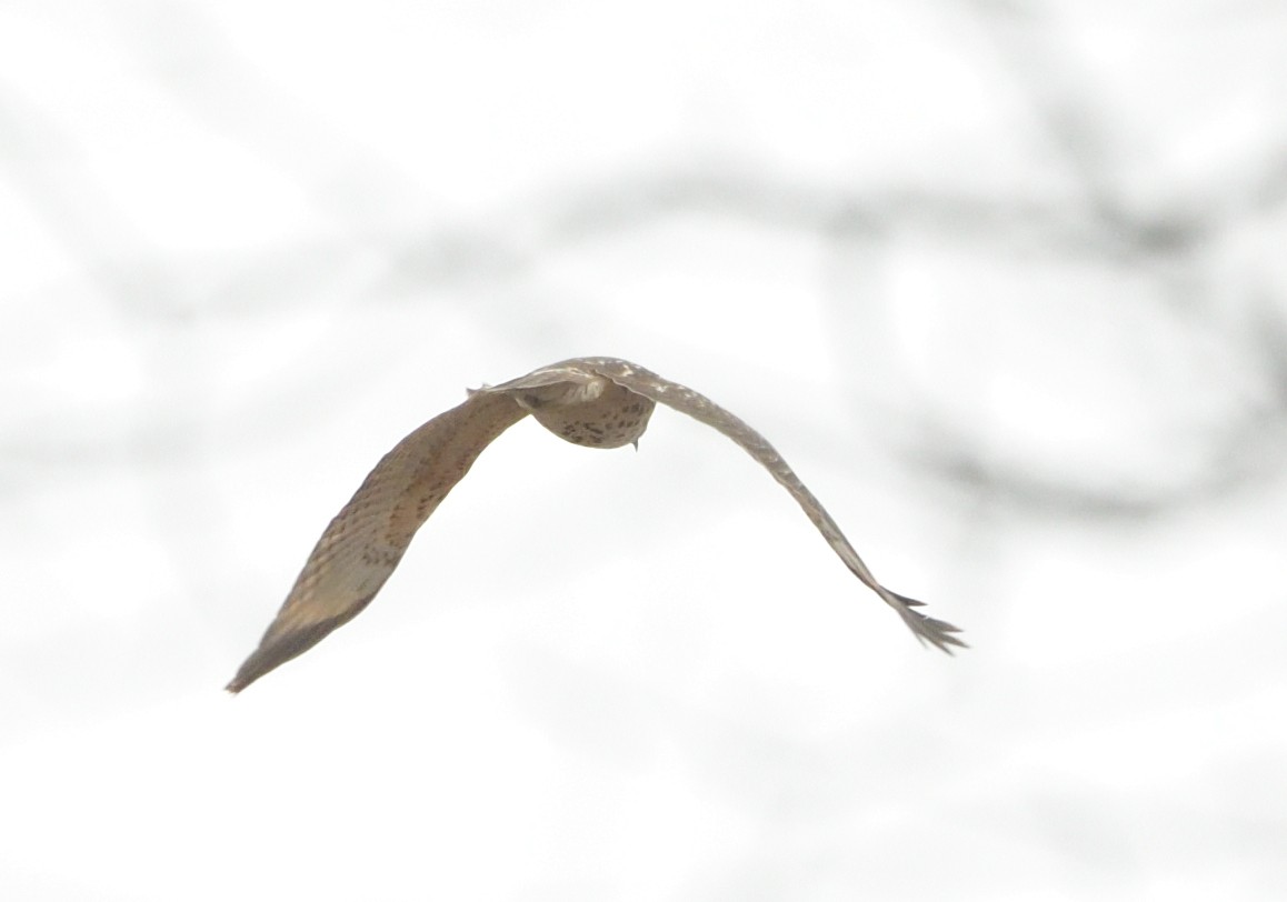 ノスリ属 - ML630559637