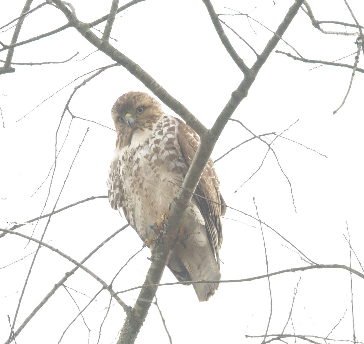 ノスリ属 - ML630559651