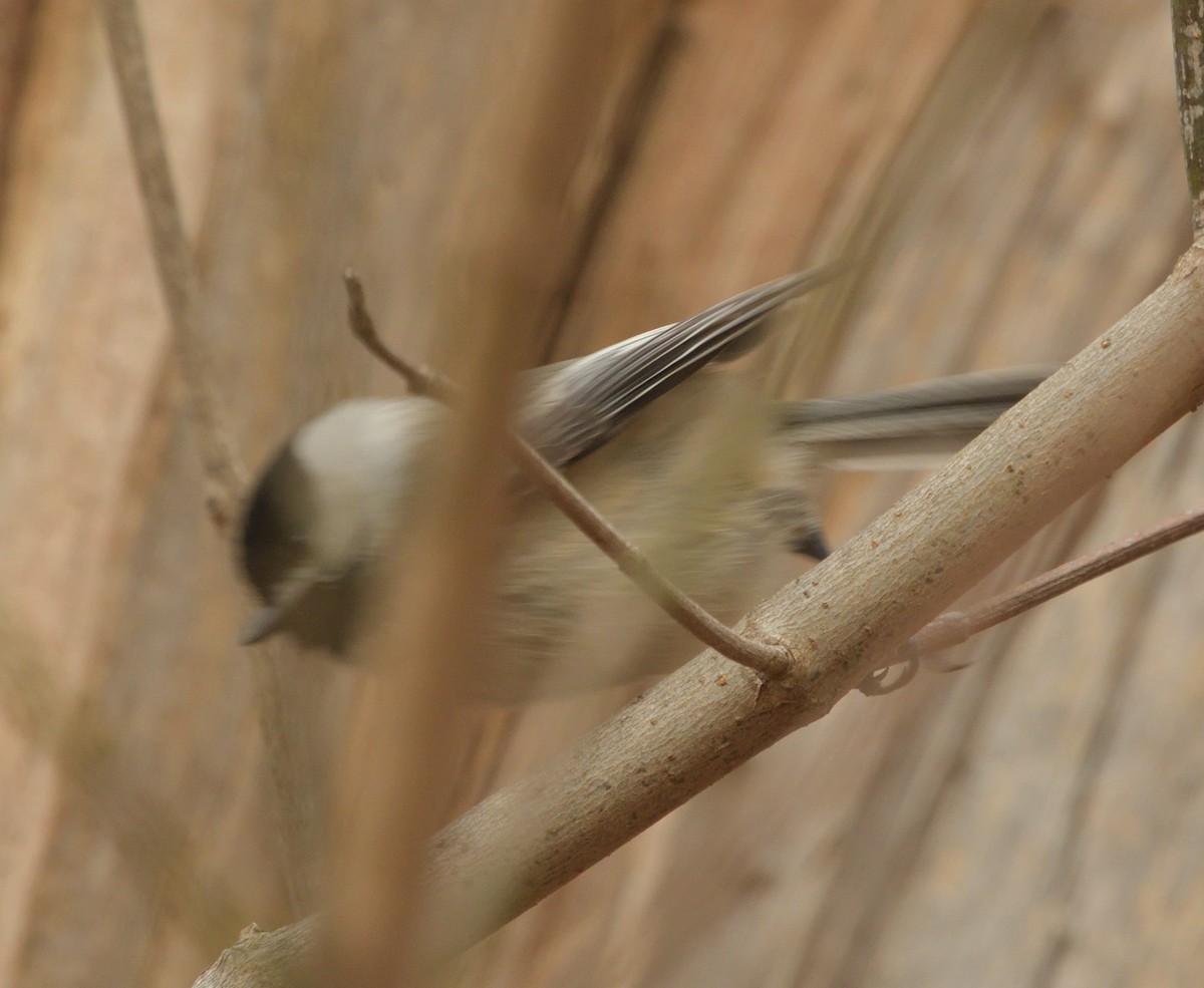 カロライナコガラ／アメリカコガラ - ML630559676