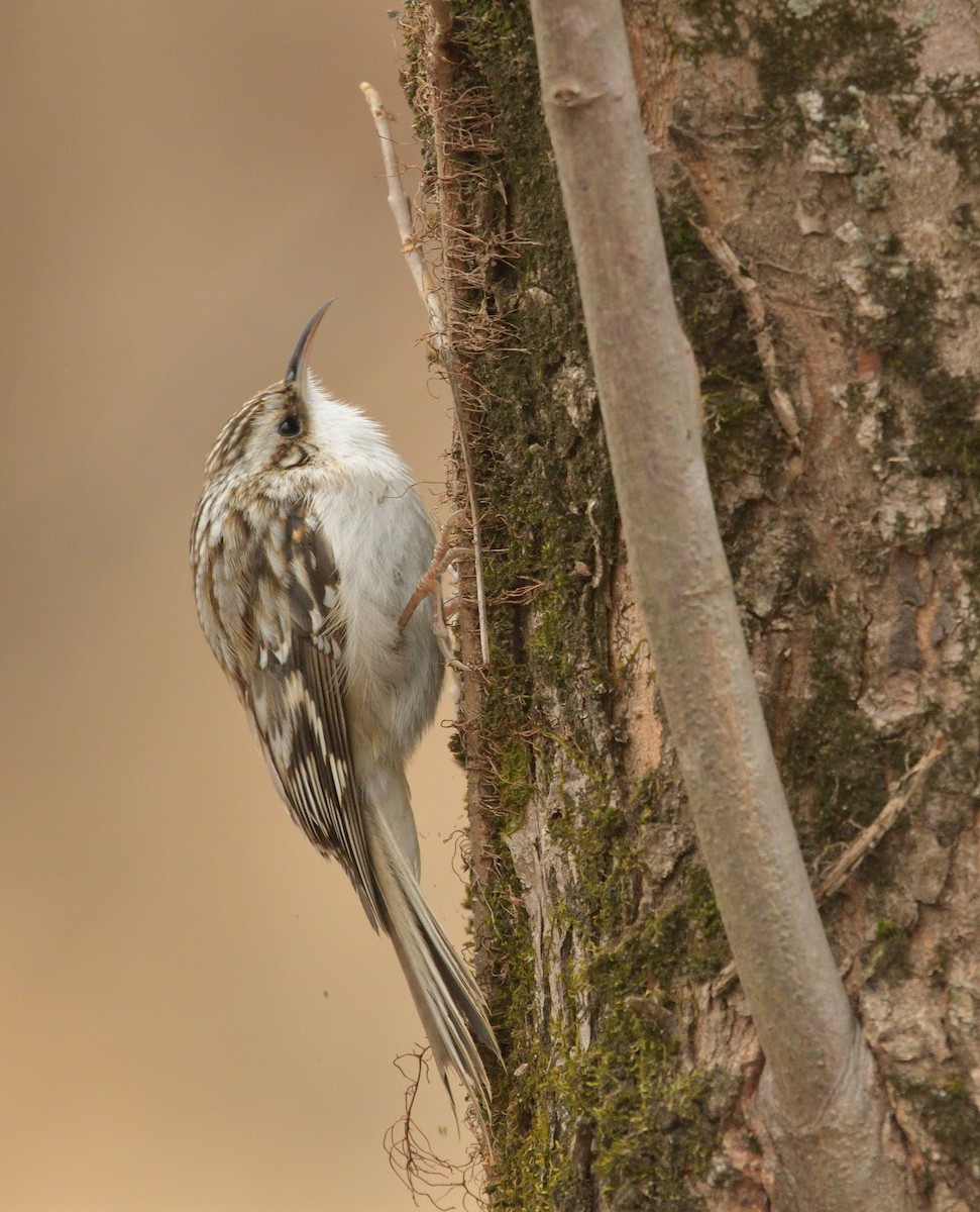 アメリカキバシリ - ML630559708