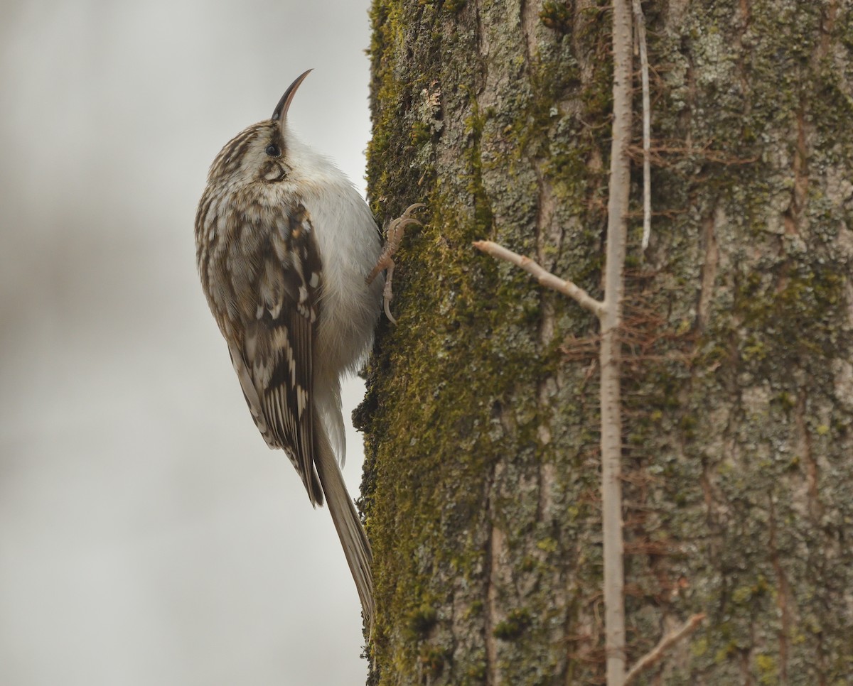 アメリカキバシリ - ML630559732