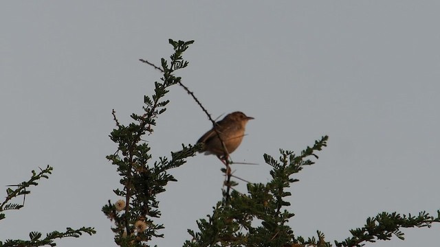 Rattling Cisticola - ML630559978