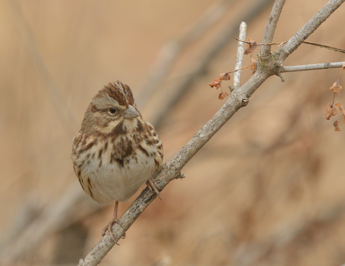 ウタスズメ - ML630560124