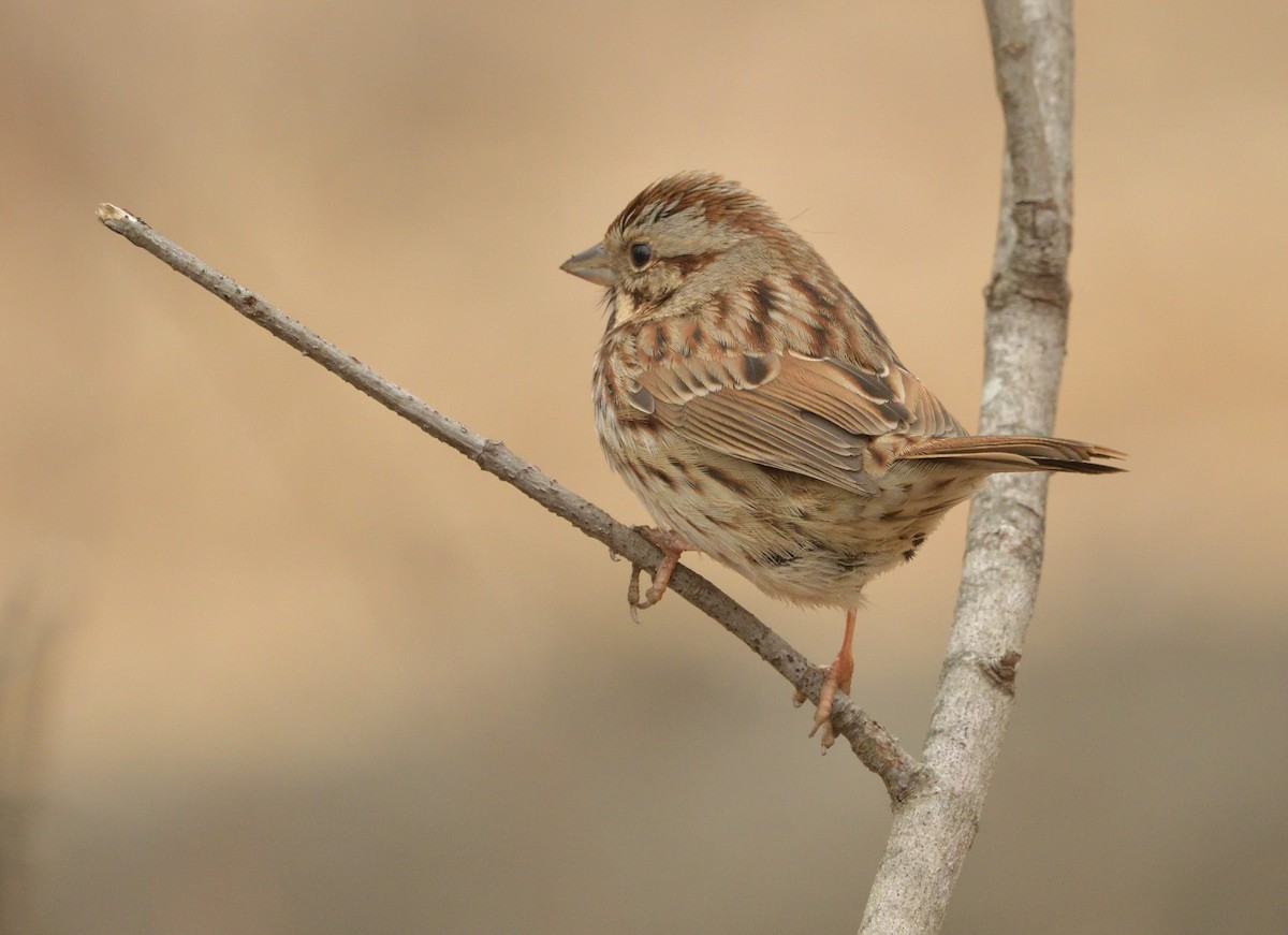 ウタスズメ - ML630560145