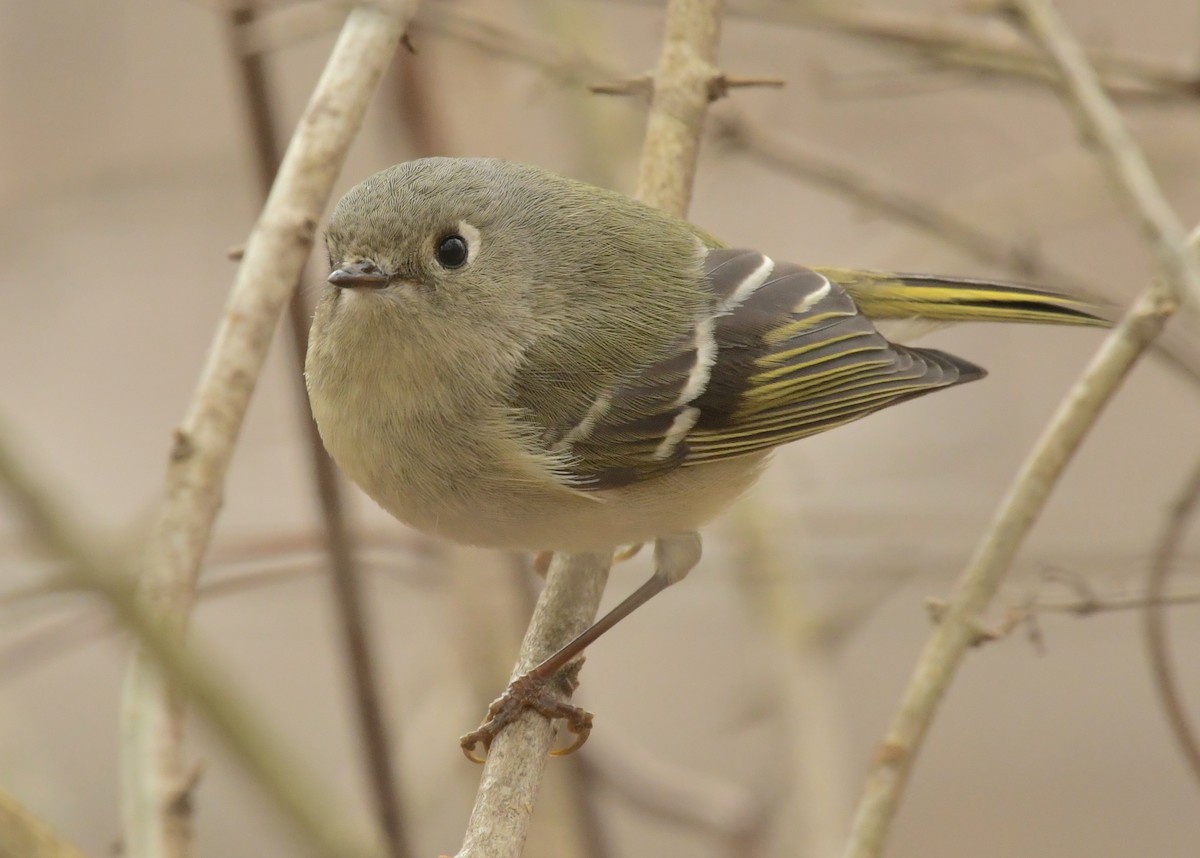 ルビーキクイタダキ - ML630560195