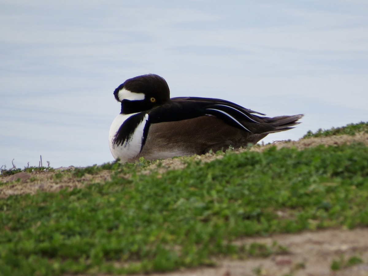 Hooded Merganser - ML630560321