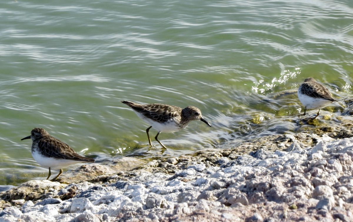 Least Sandpiper - ML630560327