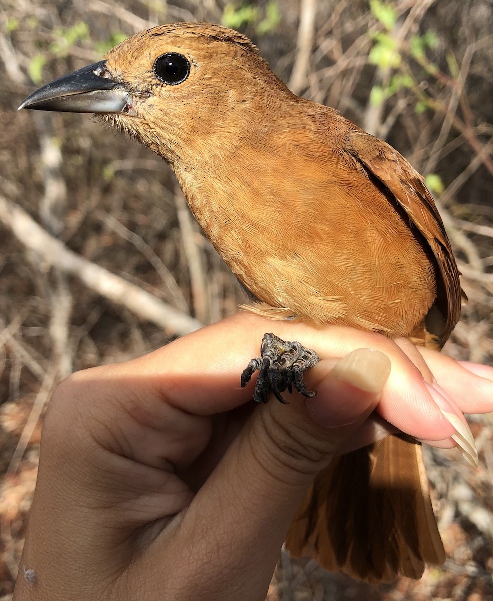 White-lined Tanager - ML630560336