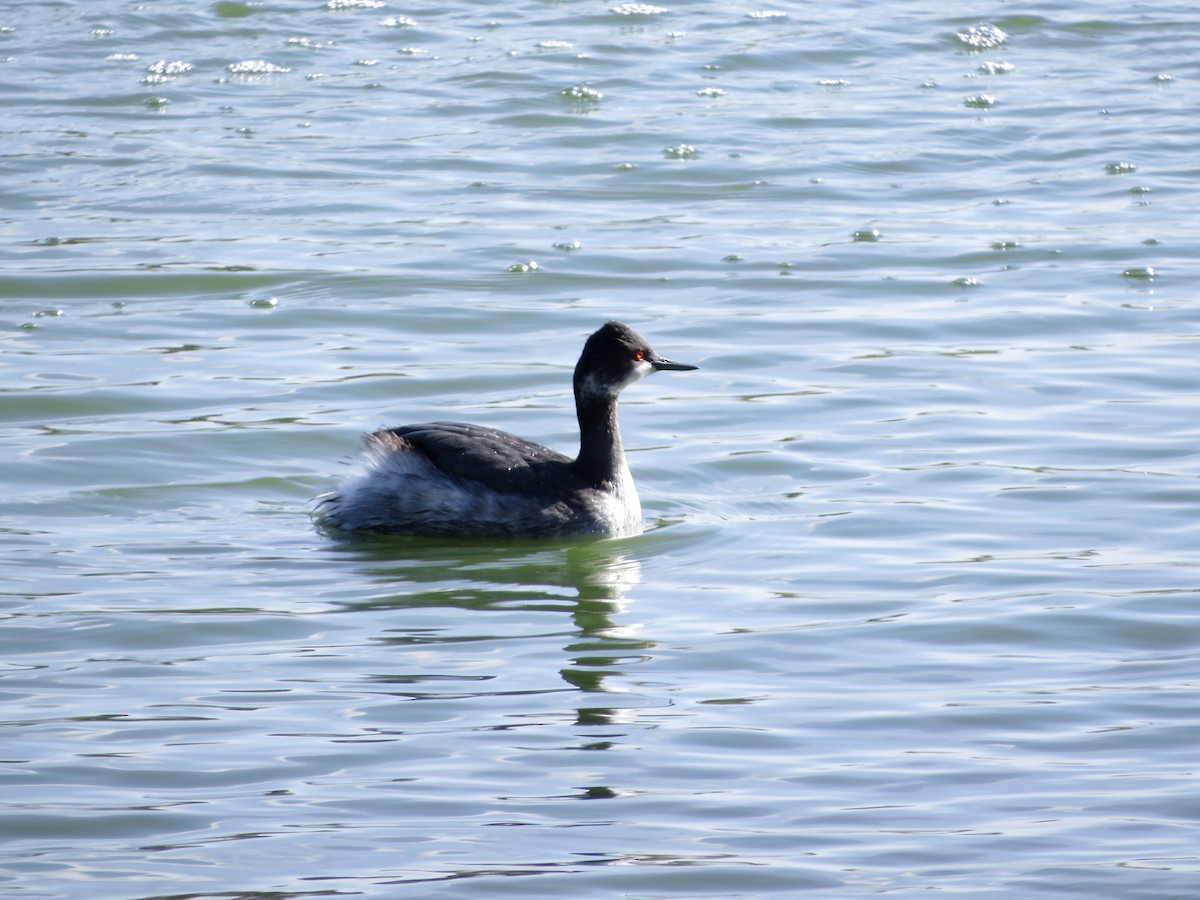 Eared Grebe - ML630560345