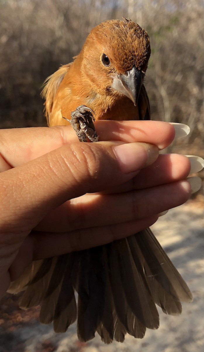 Ultramarine Grosbeak - ML630560359