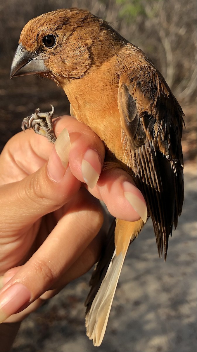Ultramarine Grosbeak - ML630560360