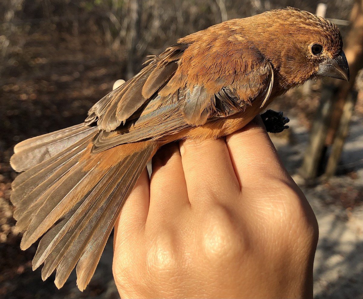 Ultramarine Grosbeak - ML630560361