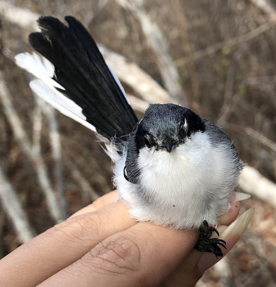 Tropical Gnatcatcher (atricapilla) - ML630560387