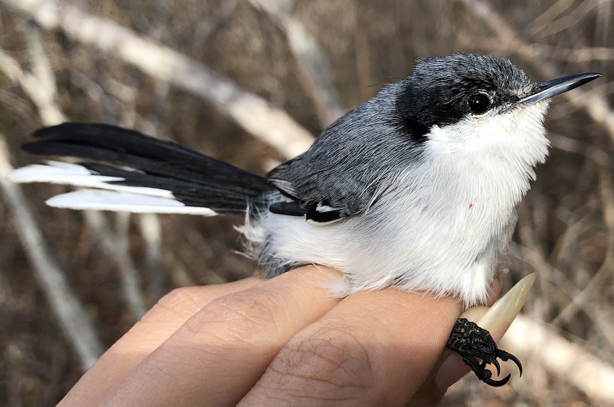 Tropical Gnatcatcher (atricapilla) - ML630560389