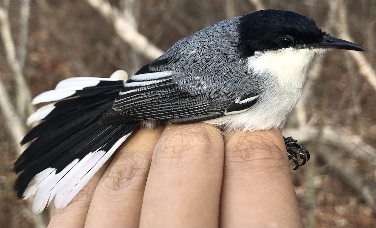 Tropical Gnatcatcher (atricapilla) - ML630560390