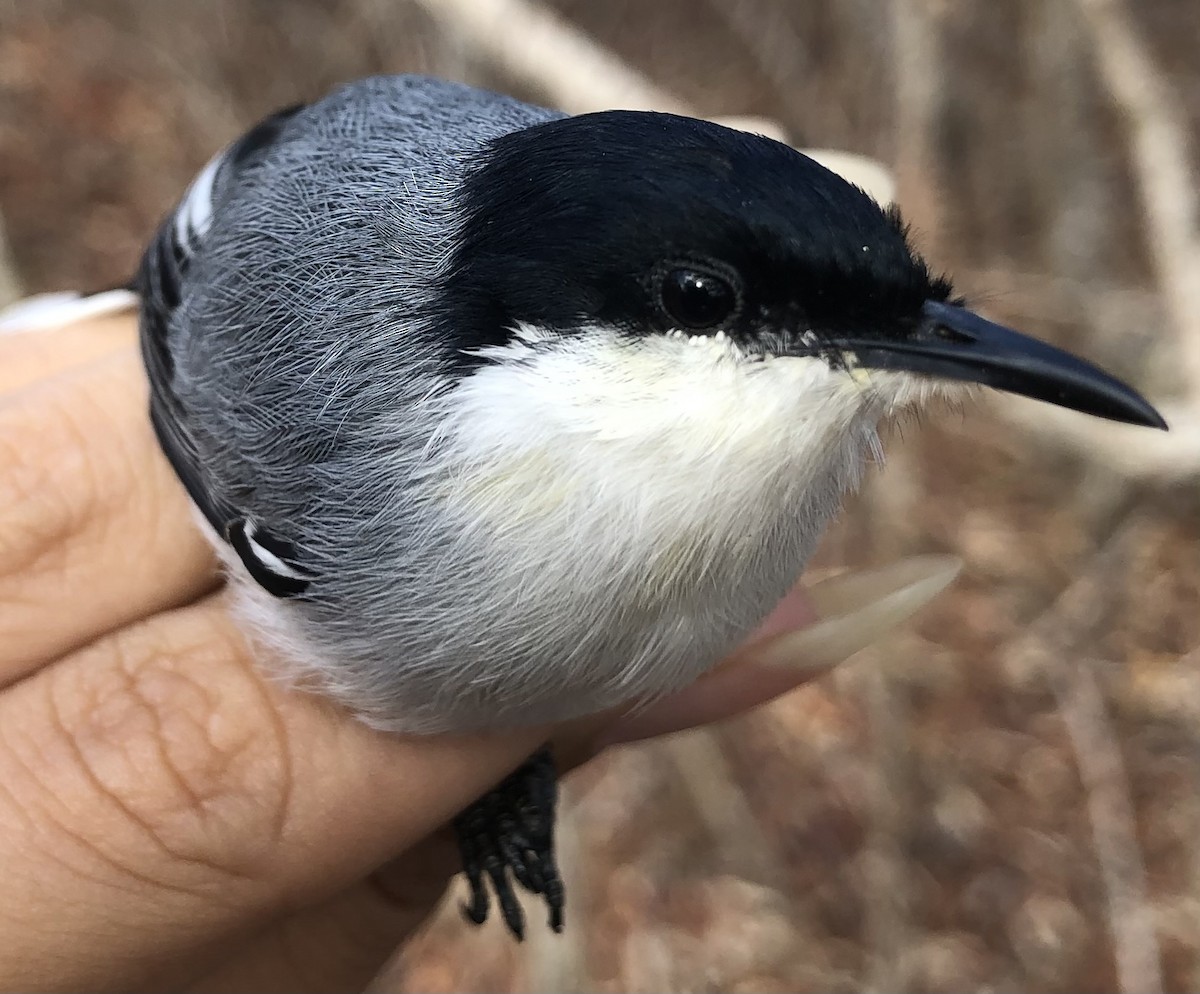 Tropical Gnatcatcher (atricapilla) - ML630560391