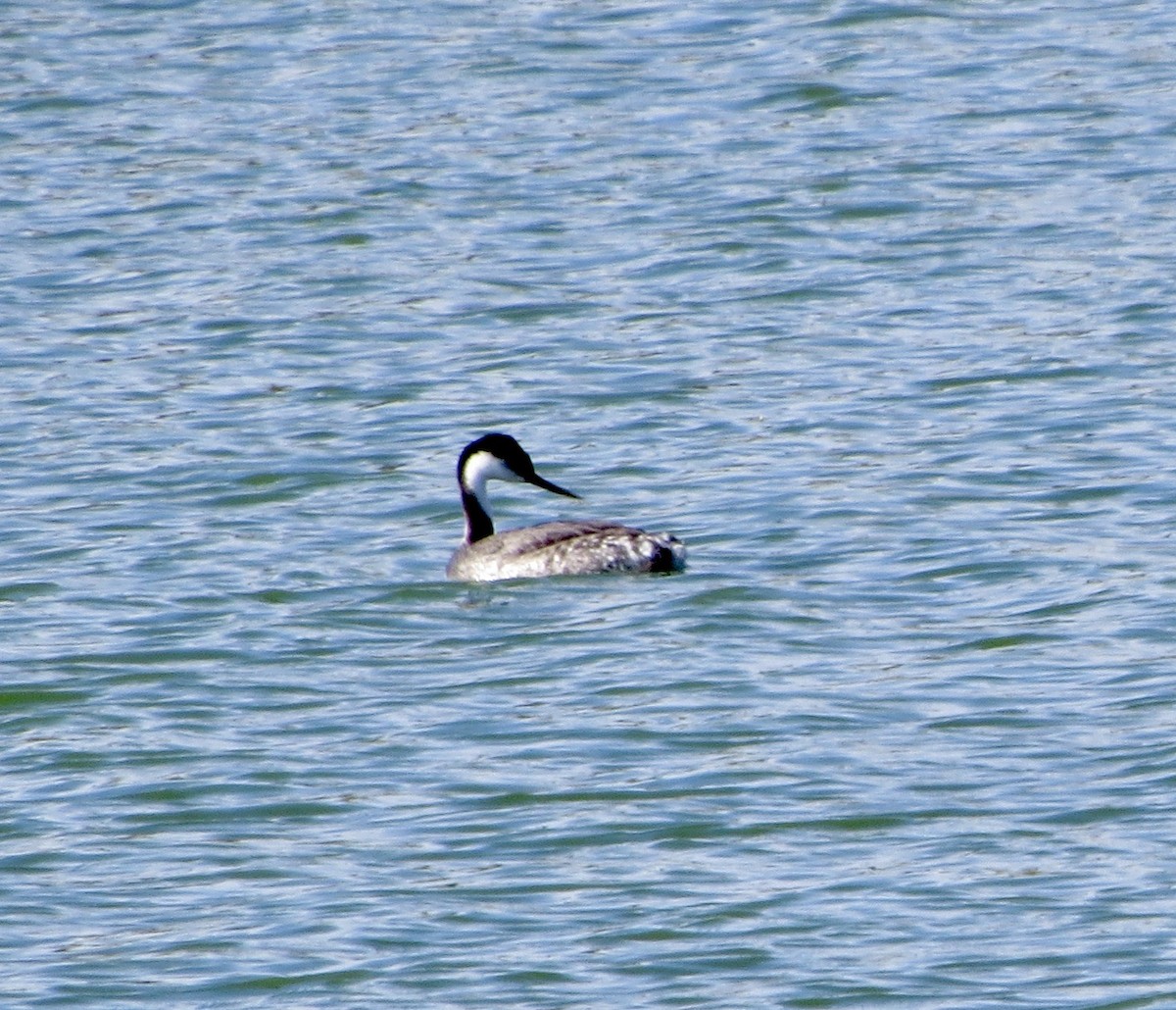 Western Grebe - ML630560395