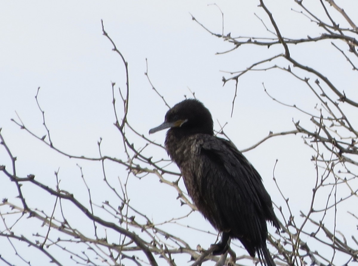 Neotropic Cormorant - ML630560417