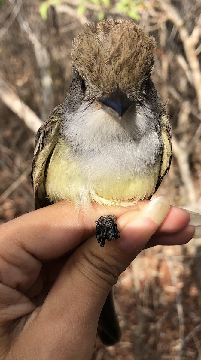 Brown-crested Flycatcher - ML630560438