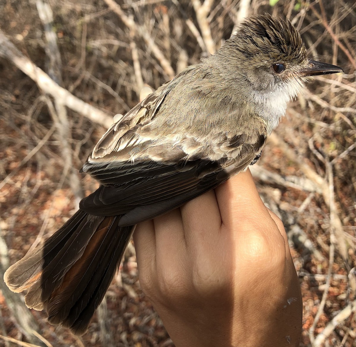 Brown-crested Flycatcher - ML630560439