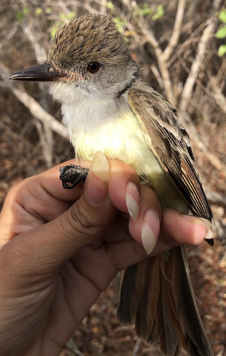 Brown-crested Flycatcher - ML630560440