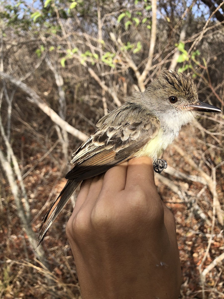 Brown-crested Flycatcher - ML630560441