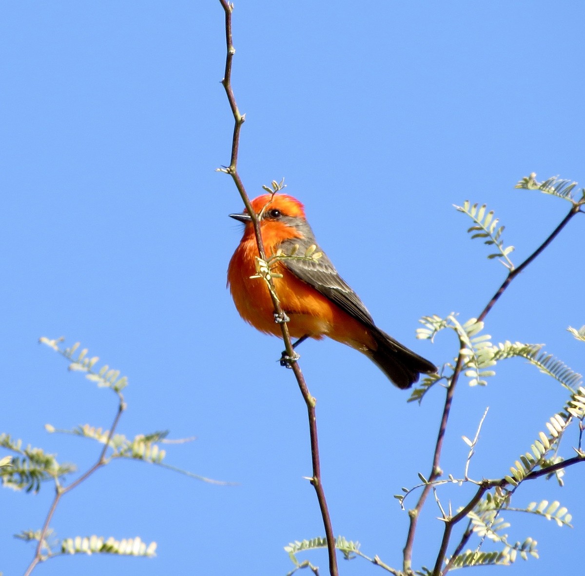 Vermilion Flycatcher - ML630560442
