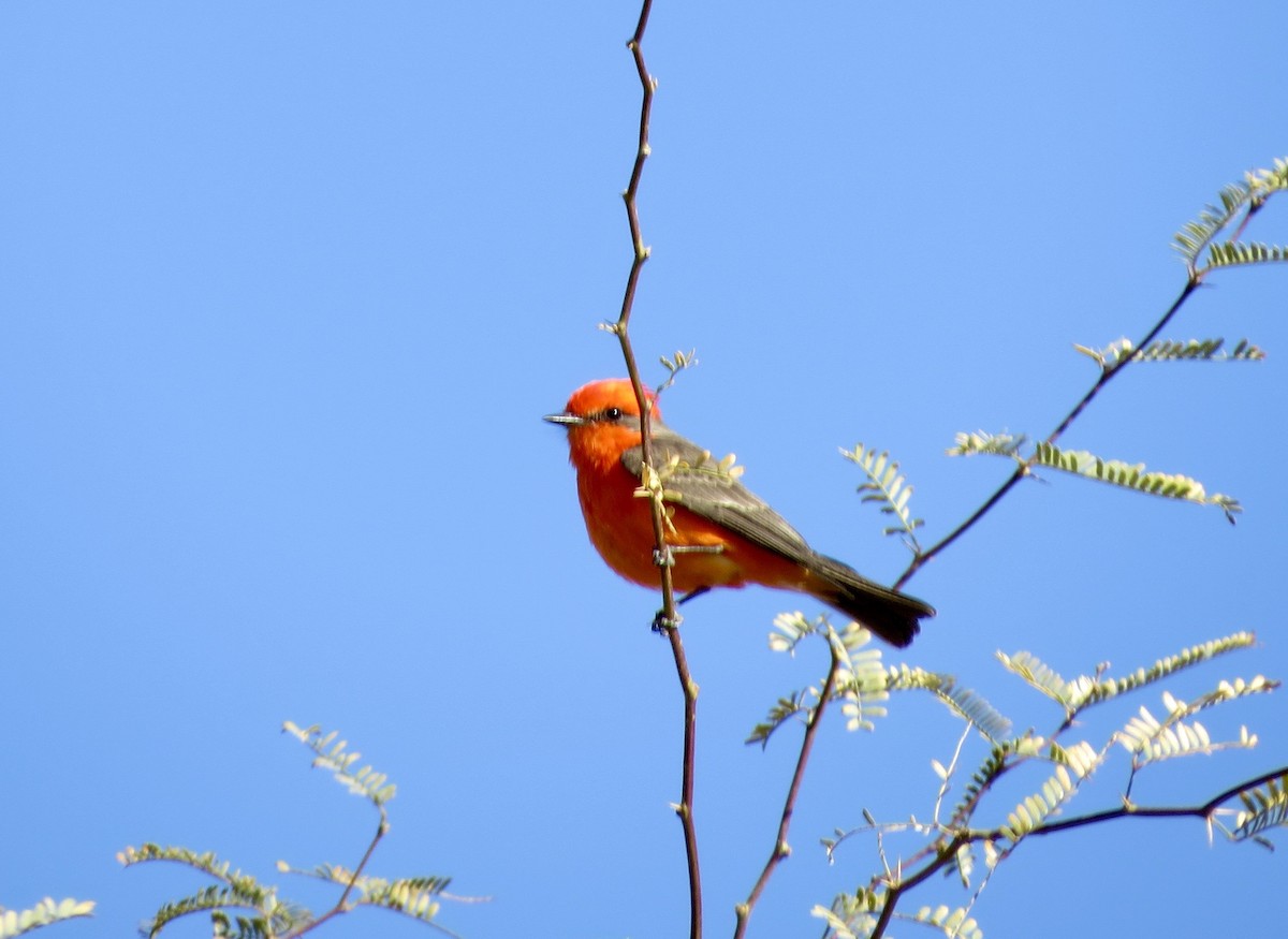 Vermilion Flycatcher - ML630560454