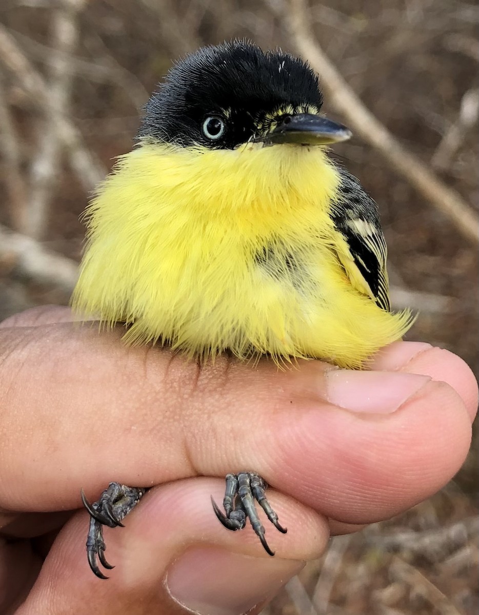 Common Tody-Flycatcher (cinereum Group) - ML630560458