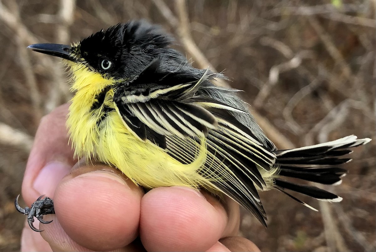Common Tody-Flycatcher (cinereum Group) - ML630560459
