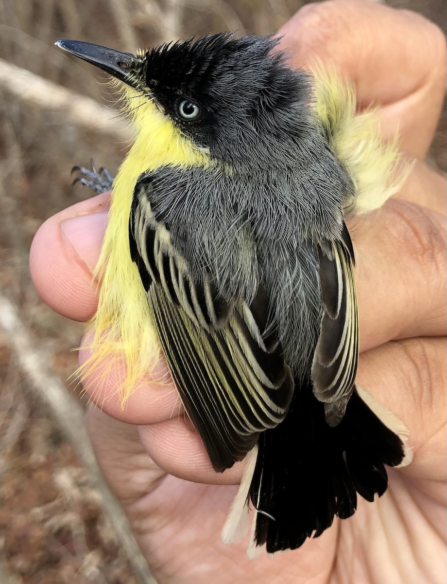 Common Tody-Flycatcher (cinereum Group) - ML630560460