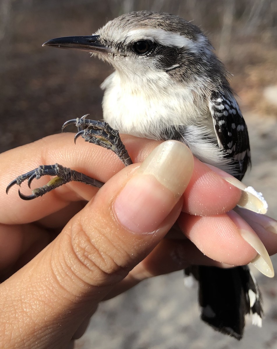 Black-bellied Antwren - ML630560485