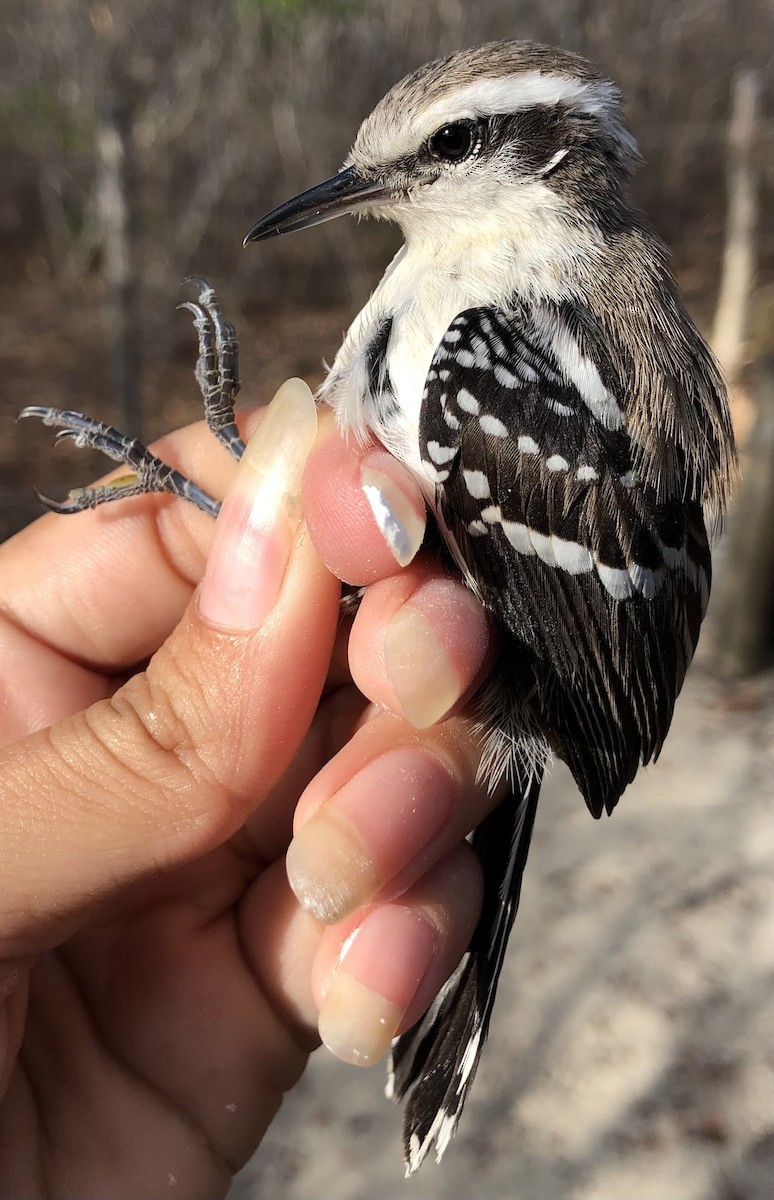 Black-bellied Antwren - ML630560486